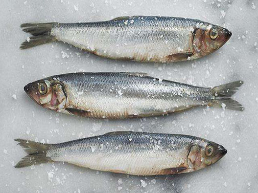 沙丁鱼商标注册属于哪一类？