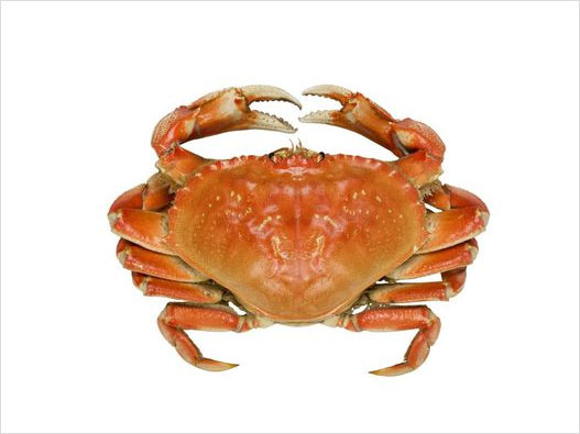 螃蟹商标注册属于哪一类？
