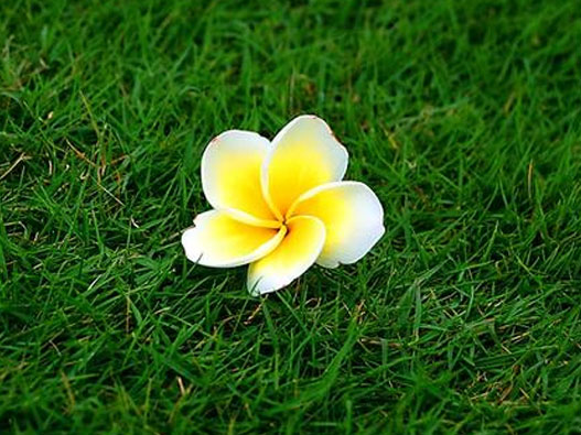 花草商标注册哪一类？