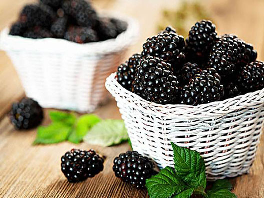 黑莓商标注册哪一类？