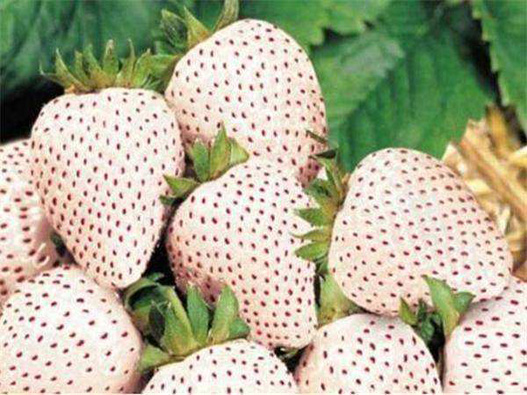 菠萝莓商标注册属于哪一类？