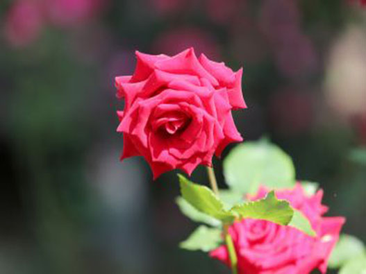 玫瑰花商标注册属于哪一类？