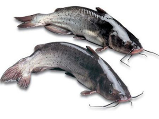 黔鱼商标注册属于哪一类？