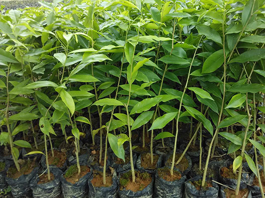 树苗商标注册哪一类？