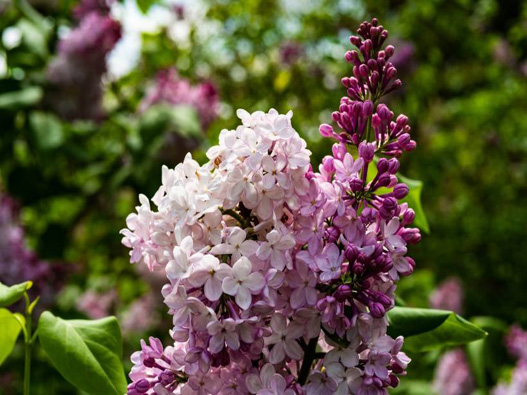 丁香花商标注册哪一类？