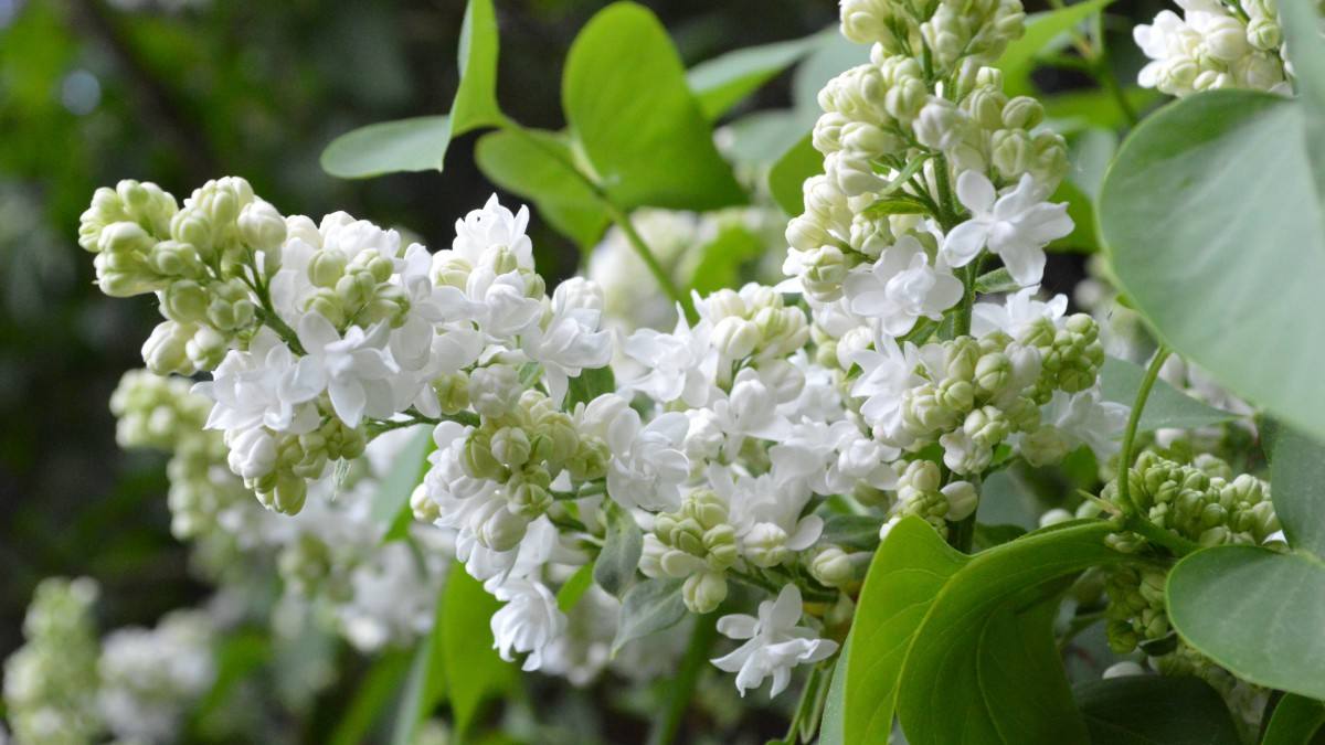 丁香花