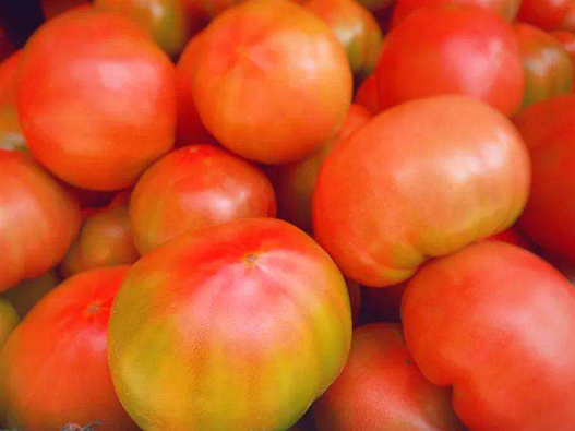 番茄商标注册属于哪一类？