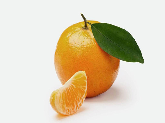 柑橘商标注册