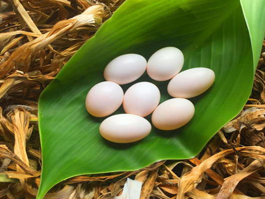 鸽子蛋商标注册属于哪一类？
