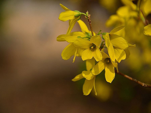 连翘花