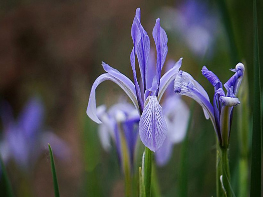 马兰花