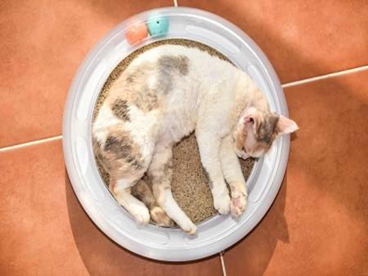 猫砂注册商标