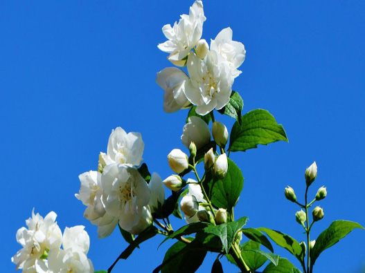 茉莉花商标注册哪一类？