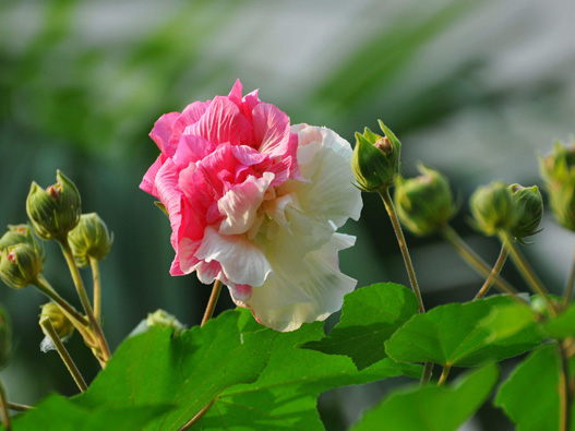 木芙蓉商标注册属于哪一类？