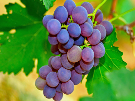 葡萄商标注册的材料是什么？