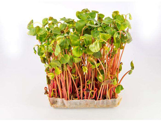 荞麦苗