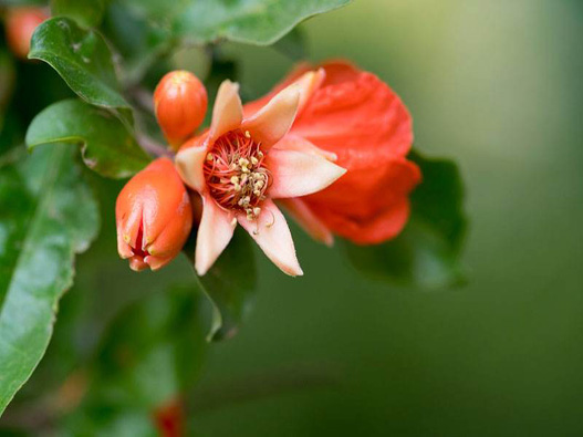 石榴花