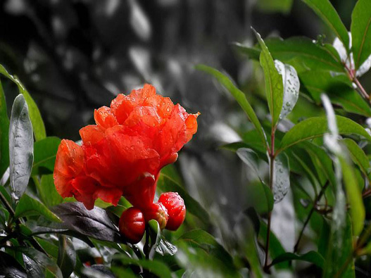 石榴花