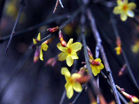 迎春花